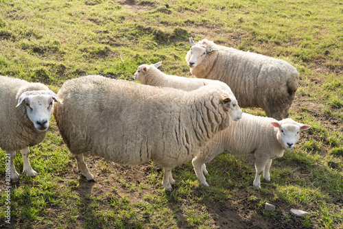 Corderos y ovejas en parcela de pasto photo
