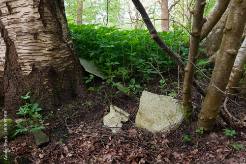 Asbestos sheets illegally dumped in forest