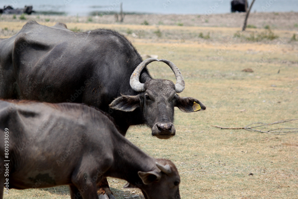 close up shot of buffalo italian buffalo and indian buffalo at water lake
close up shot of buffalo italian buffalo and indian buffalo at water lake