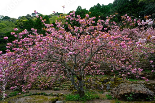 Wallpaper Mural 一心寺の八重桜 Torontodigital.ca