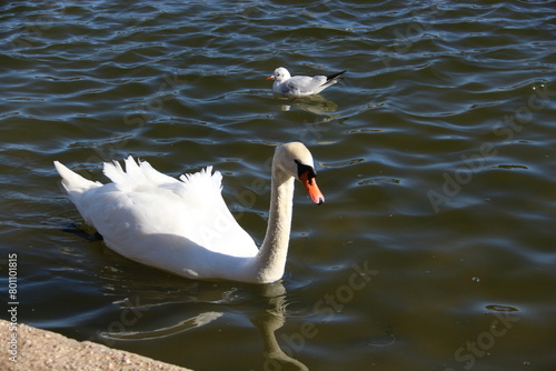 cisne photo