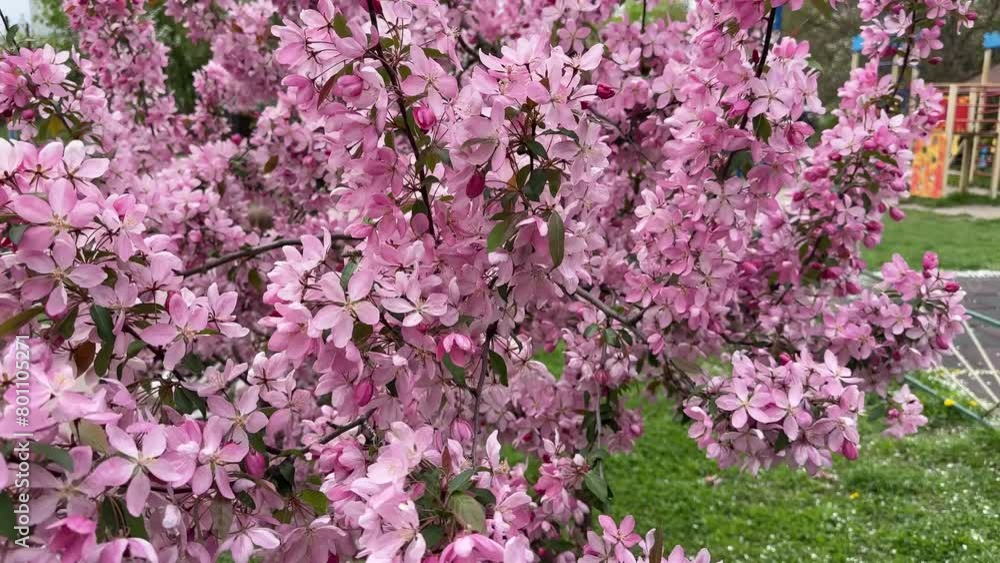 Branches of crabapple tree with pink flowers in overcast weather Branches of crabapple tree with pink flowers in overcast weather