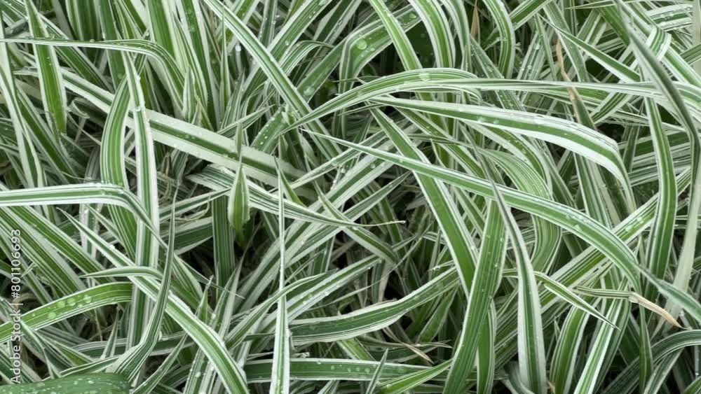 Bushes of the ornamental sedge Carex morrowii variety with wet leaves Bushes of the ornamental sedge Carex morrowii variety with wet leaves