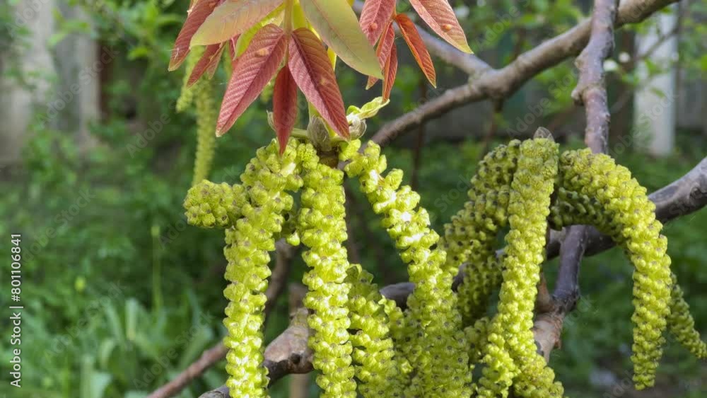 Walnut branch with catkins and young leaves in sunny morning Walnut branch with catkins and young leaves in sunny morning