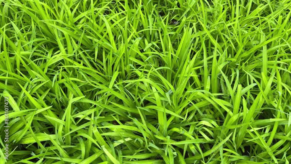 Young grass with wide leaves covered with water drops