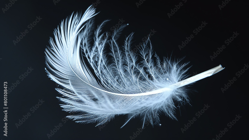 White fluffy bird feather on a black background close-up