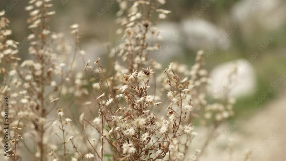 Dried wildflowers are growing up in summer outside. Natural background texture. A bush of dried wildflowers. Dried wildflowers are growing up in summer outside. Natural background texture. A bush of dried wildflowers.