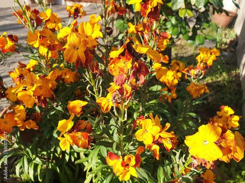 Φωτογραφία A bush of orange and yellow erysimum or wallflower blooms in a garden on a sunny day