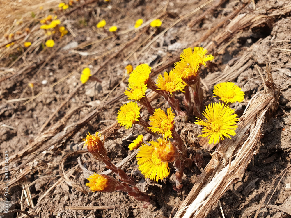 Yellow tussilago farfara flowers growing in dry grass on a hillside. Yellow tussilago farfara flowers growing in dry grass on a hillside.