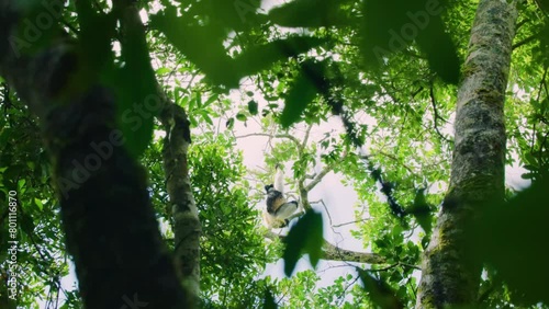 An indri, black and white lemur eating leaves while raining in tropical rainforest of Madagascar island  photo