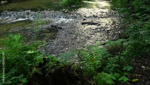 Video of a river flowing through a wild valley with ferns and moss