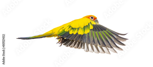 sun parakeet bird, Aratinga solstitialis, flying wings spread, isolated on white photo