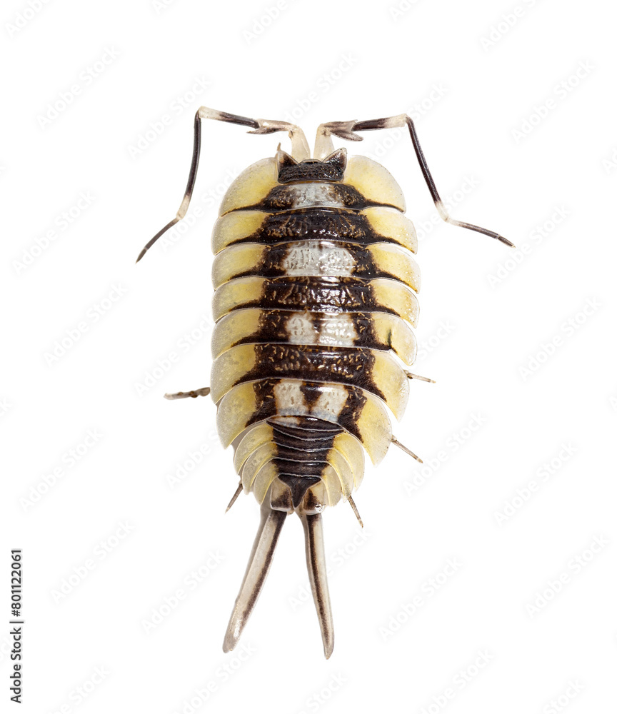 Giant Spanish Isopod, Porcellio expansus, isolated on white Giant Spanish Isopod, Porcellio expansus, isolated on white