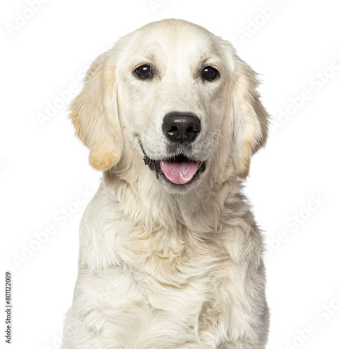 Puppy Golden retriever sitting and panting tongue out, five months old, cut out
