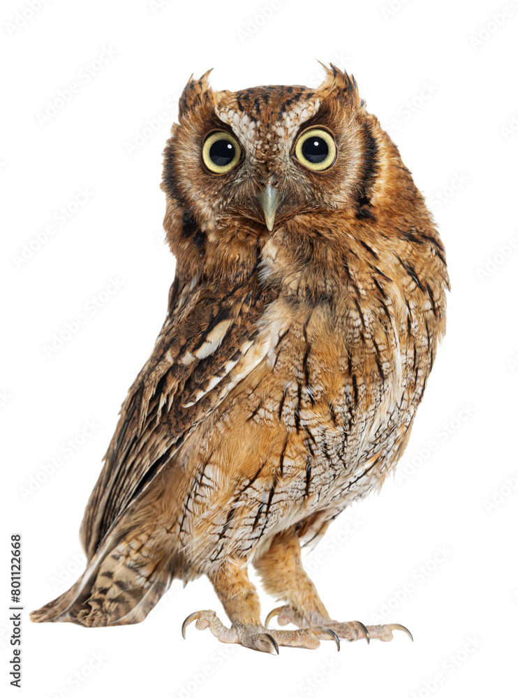 Naklejka premium Tropical screech owl, Megascops choliba, looking at the camera, isolated on white