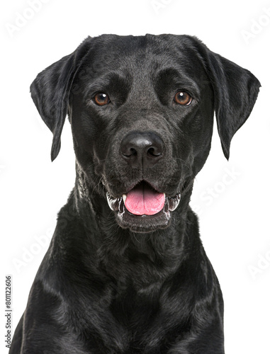 Photography Close-up of a Happy panting black Labrador dog looking at the camera, Isolated o