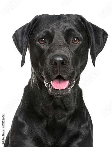 Close-up of a Happy panting black Labrador dog looking at the camera, Isolated on white, Remastered