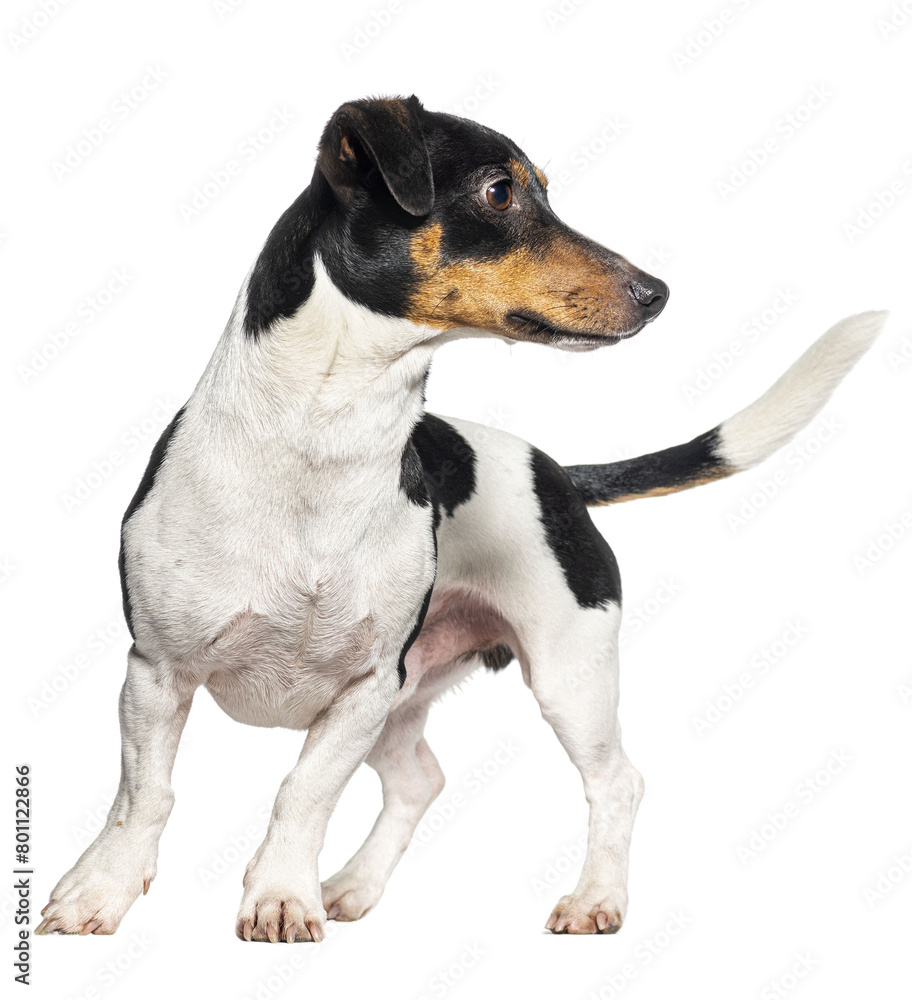 Jack russell terrier looking away, cut out