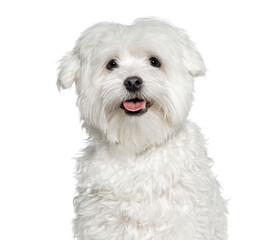 Maltese dog panting and looking at the camera, cut out