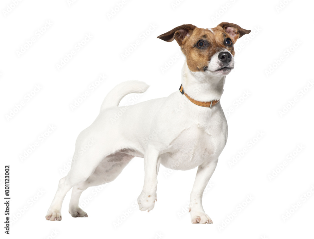 Standing Nine months old Jack Russell terrier looking up, Isolated on white