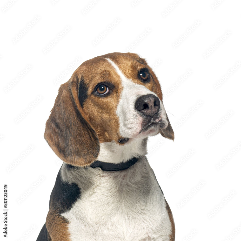 Close-up shot of a beagle dog with a black collar against a pure white backdrop