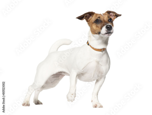 Standing Nine months old Jack Russell terrier looking up, Isolated on white