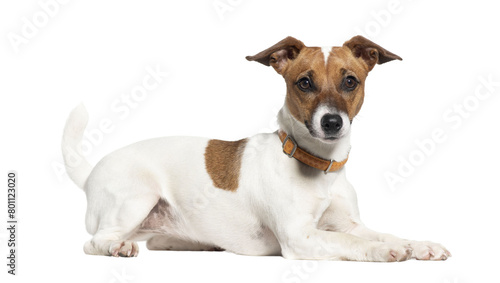 Nine months old Jack russell terrier Standing, looking at the camera, Isolated on white