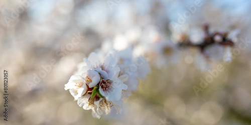 White Petals Of An Almond Tree © francescosgura