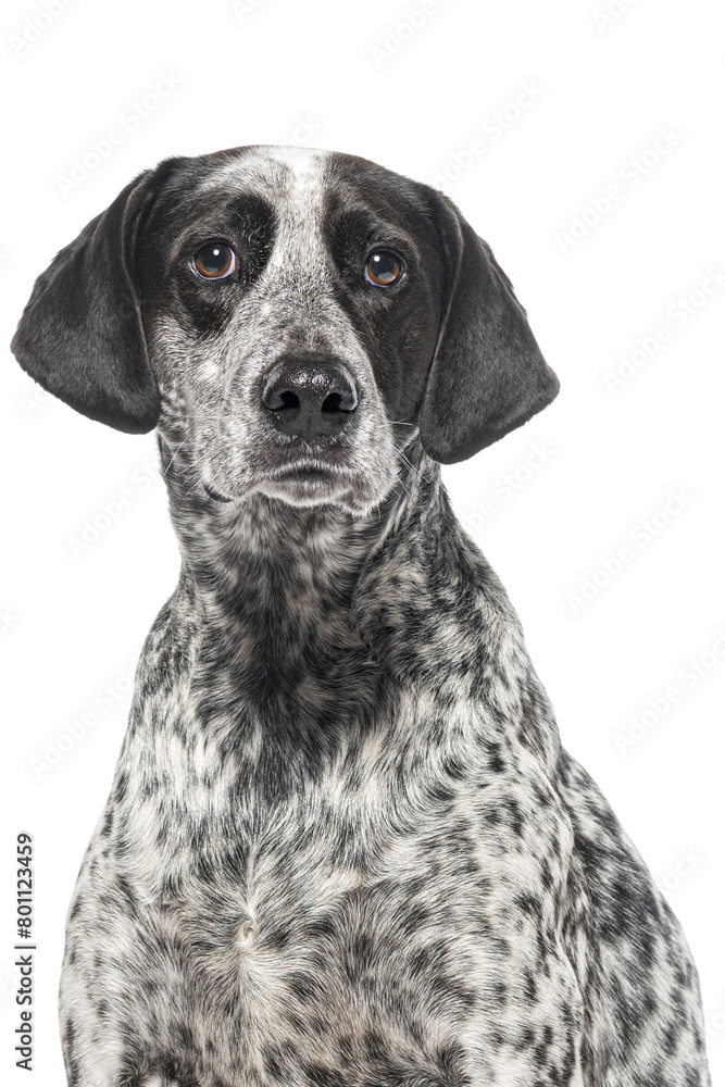 Head shot of a black and white spotted dog, Braque d'auvergne, cut out Head shot of a black and white spotted dog, Braque d'auvergne, cut out