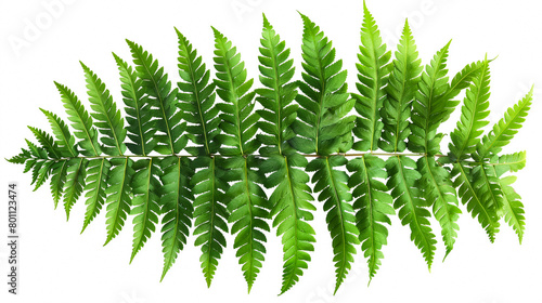 Bunch of fern leaves isolated on white background photo