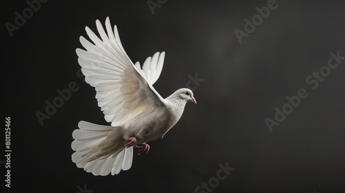 Flying white dove on black background and Clipping