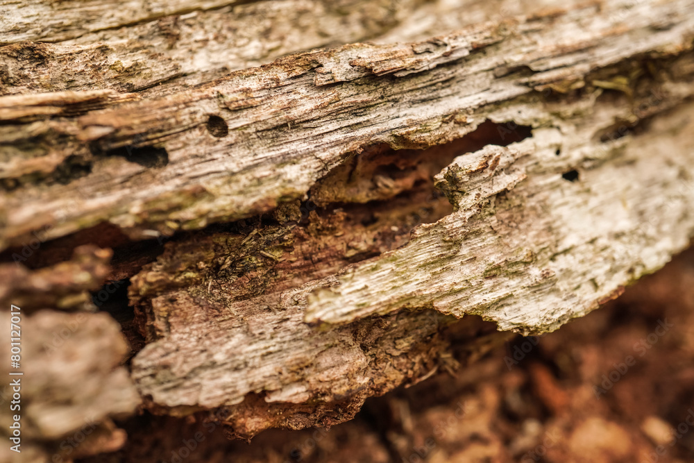Close up photo of decayed old rotten wood log. Decomposed tree trunk on the ground in the forest. Concept for international forest day, go green, earth day, ecology. Close up photo of decayed old rotten wood log. Decomposed tree trunk on the ground in the forest. Concept for international forest day, go green, earth day, ecology.