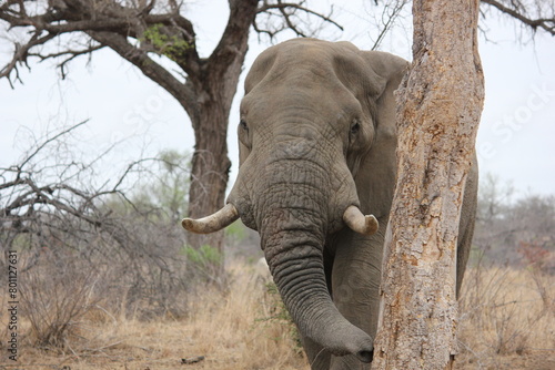 Photography Elephant