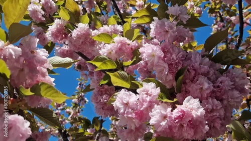 Beautiful pink sakura flowers against spring blue sky. Prunus serrulata Kanzan. Beautiful nature scene with blooming tree at sunny day in springtime. Natural spring background photo