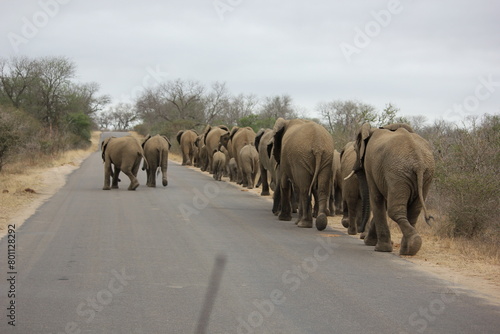 elephants in the wild © Sophia