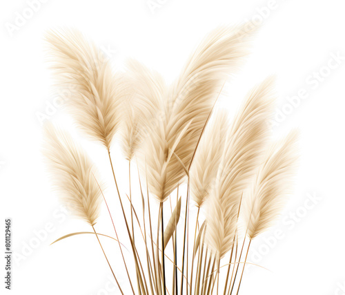 pampas grass isolated on transparent or white background PNG, illustration design for wedding invitations or postcards