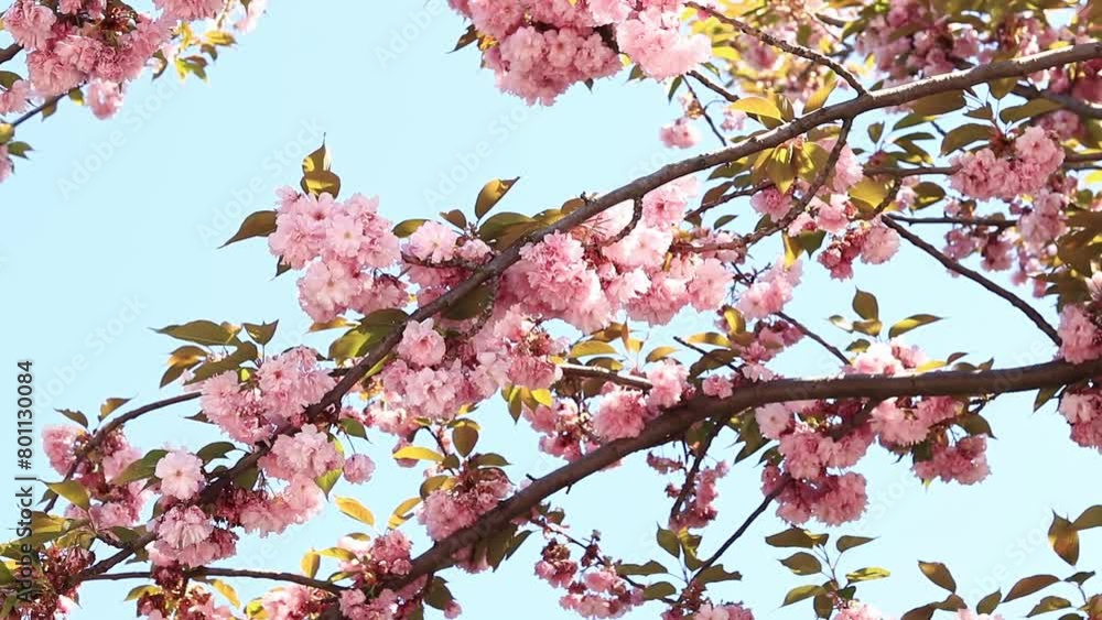 Beautiful pink sakura flowers against spring blue sky. Prunus serrulata Kanzan. Beautiful nature scene with blooming tree at sunny day in springtime. Natural spring background Beautiful pink sakura flowers against spring blue sky. Prunus serrulata Kanzan. Beautiful nature scene with blooming tree at sunny day in springtime. Natural spring background