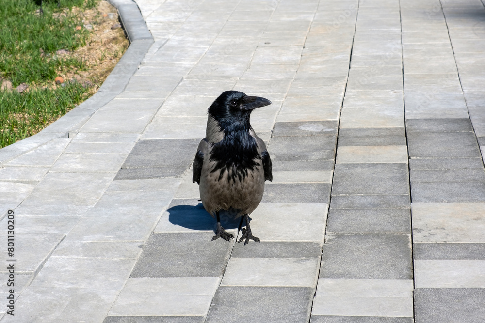 Naklejka premium Crow on the walking path