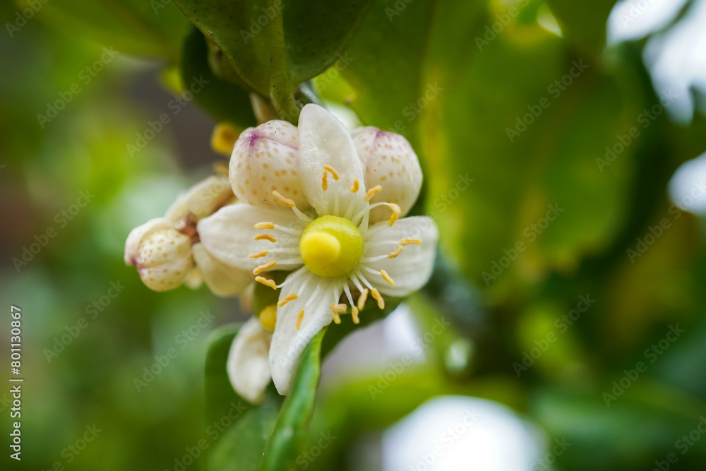 Obraz premium Close up photo of kaffir lime or makrut lime flowers (Citrus hystrix) that still blooming. Concept for agriculture, urban farming.