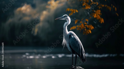 Graceful Elegance: White Heron in Tranquil Pose, Wings Embracing Serene Waters © WM7