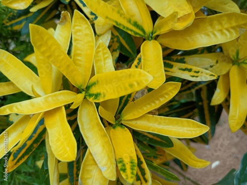 Croton is an extensive plant genus in the spurge family, Euphorbiaceae.