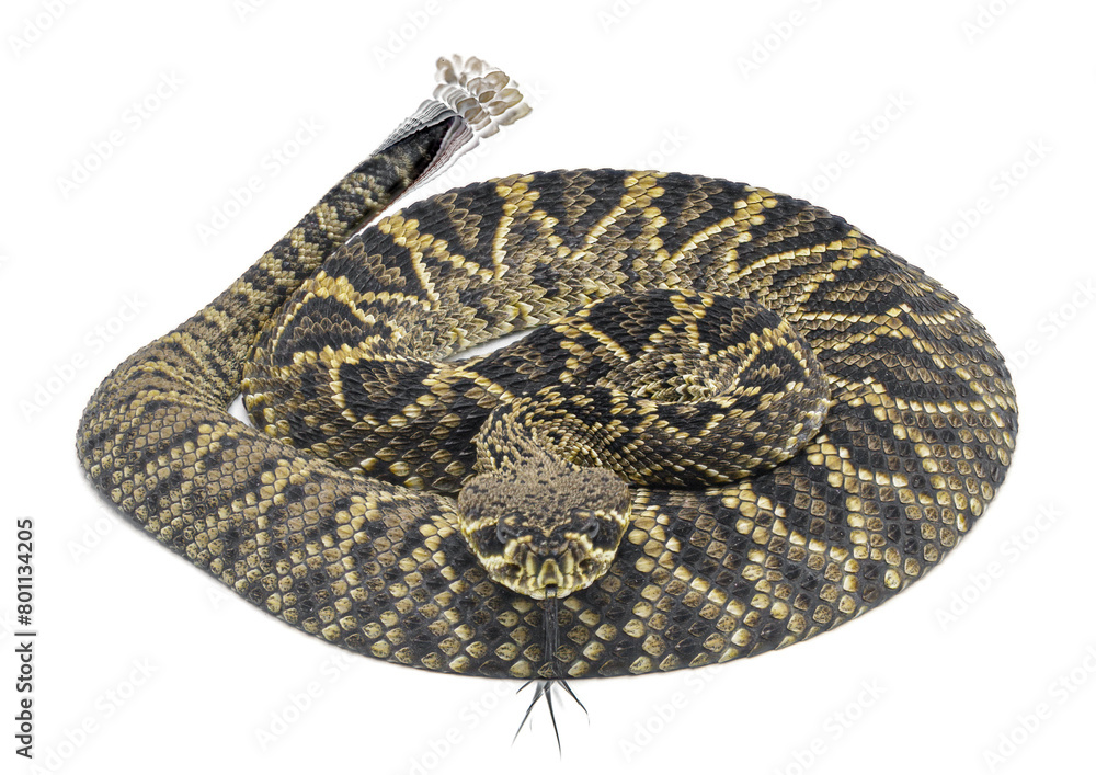 Young Eastern Diamondback rattlesnake crotalus adamanteus isolated on white background