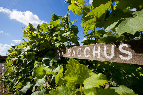 Bacchus vines in summer photo