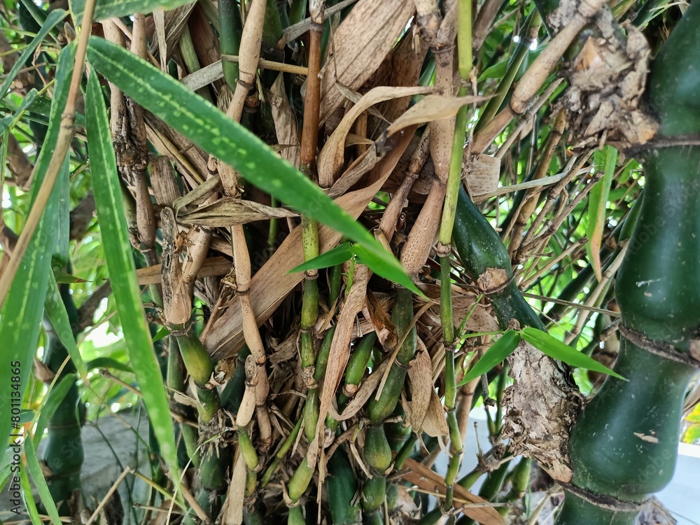 Bamboos are a diverse group of mostly evergreen perennial flowering plants making up the subfamily Bambusoideae of the grass family Poaceae. Bamboos are a diverse group of mostly evergreen perennial flowering plants making up the subfamily Bambusoideae of the grass family Poaceae.