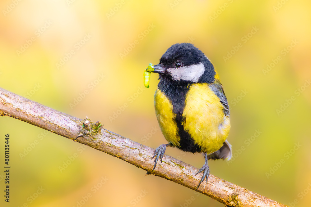 Fototapeta premium Green-backed tit on a branch