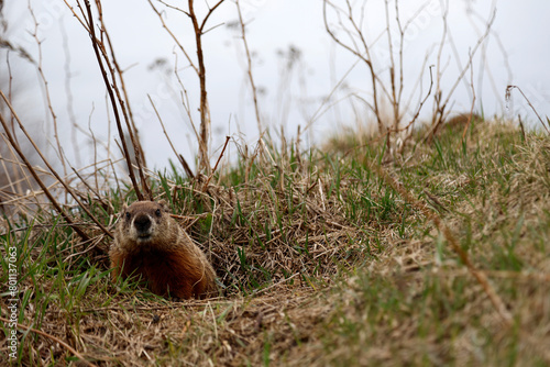 Fotografia tête de marmotte	dans un champ