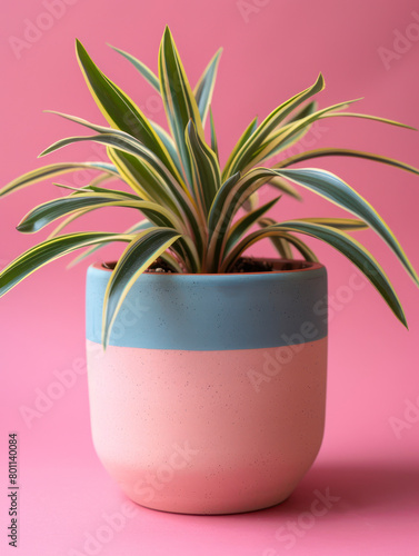 Lush Spider Plant in a soft teal pot.