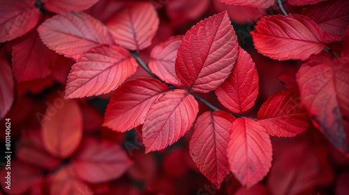  A tight shot of a red-hued plant, adorned with copious green leaves above and below