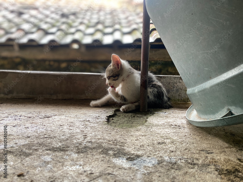 2 kittens are playing on the roof of the house near the water tank