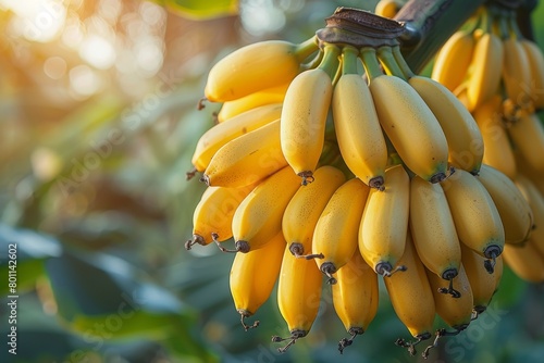 Banana Tree with Fruit: Cluster of bananas hanging from the tree. 
